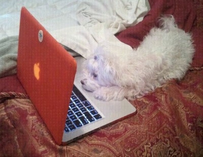 A white Maltese is laying on a human's bed that is covred in a red and gold blanket with white sheets. The dog has its front paws on a red Apple MacBook Pro and it is looking at the screen.