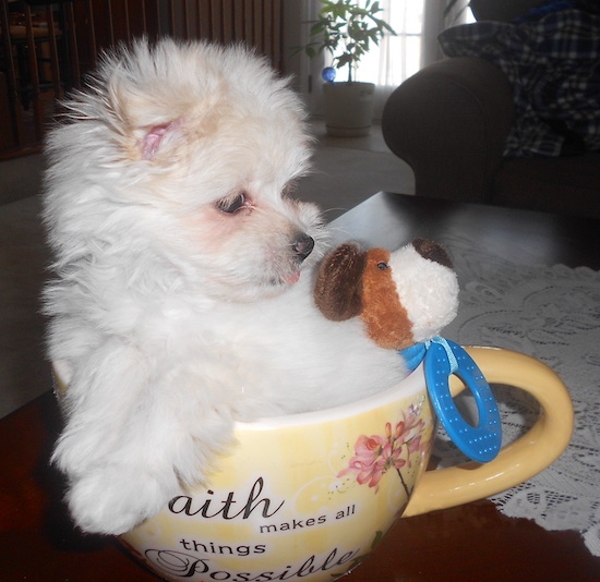 pomeranian and maltese