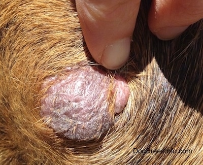 A finger is pointing to a pink and gray bulge protruding from a dog's skin