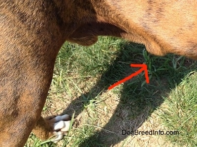 A red Arrow is pointing to a lump on the bottom belly area of a Boxer who is standing outside