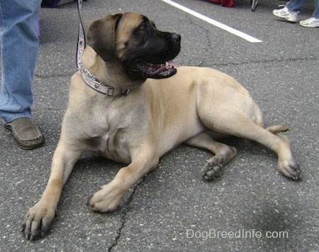A tan with black English Mastiff is laying in a parking lot and it is looking to the right of its body. Its mouth is open and tongue is out.