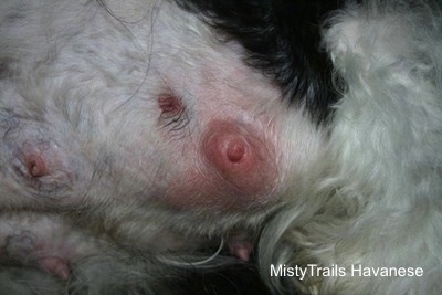 how to treat mastitis at home for dogs