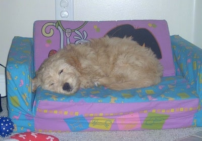 A cream colored Miniature Goldendoodle is sleeping on a small child-sized Dora the Explorer couch.