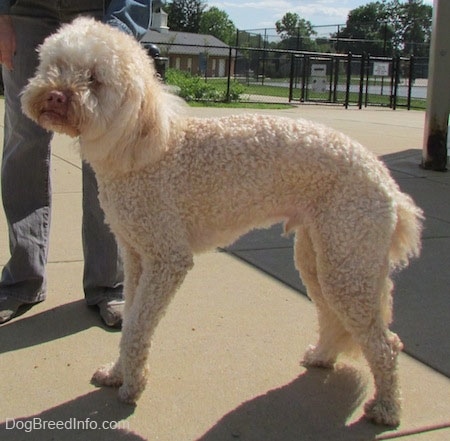 A curly-coated, cream Miniature Labradoodle dog is standing on a concrete block and there is a person next to it.