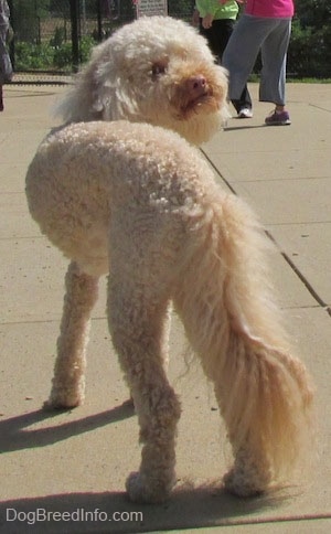 The backside of a shaved short, curly coated, cream Labradoodle is standing on a concrete block and its head is turned to look behind it.