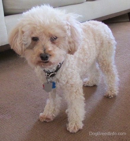 cream miniature poodle