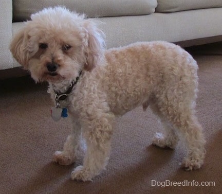 cream miniature poodle