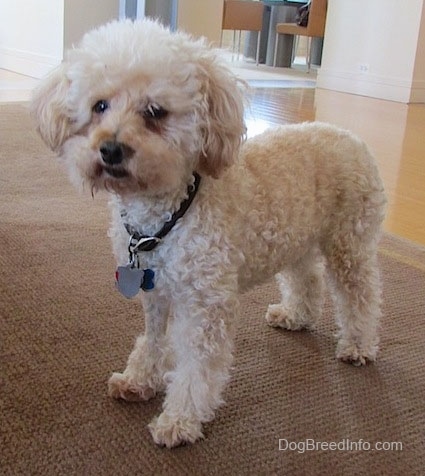Side view - A cream with tan Miniature Poodle is standing on a brown carpet.