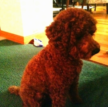 Toy Poodle Growth Chart Height