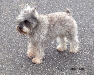 View from the top looking down - Left Profile - A grey with white Miniature Schnauzer is standing on a street and it is looking forward.