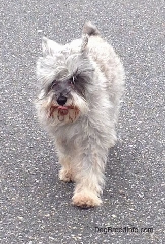 Front view - A grey with white Miniature Schnauzer is walking down a street. Its tongue is slightly out.