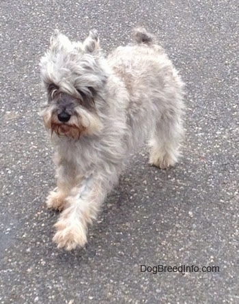 Action shot - A grey with white Miniature Schnauzer is running across a street.