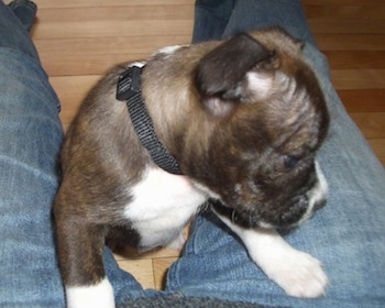 A brown brindle with white Miniboz puppy is standing jumped up on blue jeans in between a persons leg looking down and over to the right.