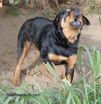 Action shot - A large breed, black with tan Rottweiler/Chow Chow mix is standing in dirt barking.