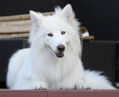 A white fluffy puppy is laying at the top of a porch and its mouth is slightly open.