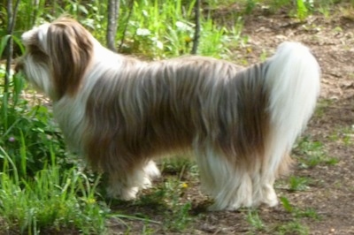 labrador retriever maltese mix