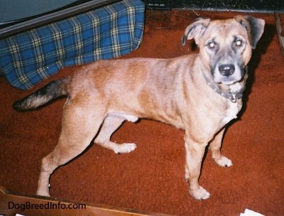 staff pitbull mix