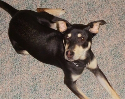 View from the top looking down at the dog - A black with tan Labrador Retriever/Siberian Husky/Shiba Inu mix is laying on a carpet looking up.