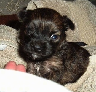 A young, black and brown Miniature Pinscher/Shih Tzu/Lhasa Apso mix puppy is laying on a wrapped towel.