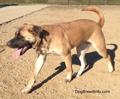 Side view - A tan with black Belgian Shepherd/Malinois mix breed dog is walking across dirt. It is panting.