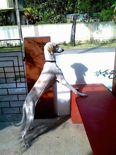 Sadhu the Mudhol Hound is standing against a red bench and looking over the small concrete wall