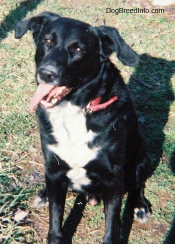 mixed lab dogs