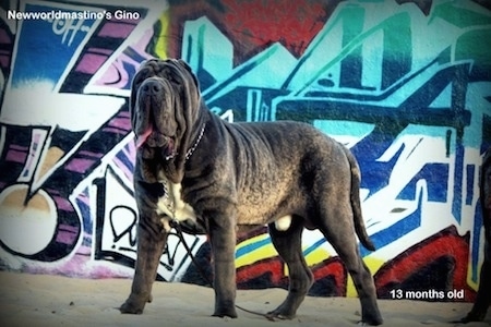 Side view - A wrinkly, black with white Neapolitan Mastiff is standing on a concrete surface and there is a graffiti'd wall behind it. The words - Newworldmastino's Gino - are overlayed in the top left and - 13 months old - are overlayed in the bottom right.