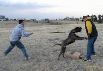 A man is pulling the leash of a black brindle Neapolitan Mastiff dog holding it back from trying to get a man standing in front of it.