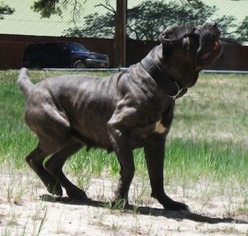 A black brindle Neapolitan Mastiff is standing in patchy grass and preparing to jump while looking up.