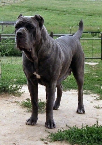 Front-side view - A black brindle Neapolitan Mastiff is standing in dirt looking forward.