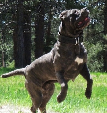 A black brindle Neapolitan Mastiff is in the process of jumping up into the air outside in grass with trees behind it. Its mouth is opening, like it is preparing to bite an item.