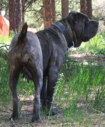 The backside of a black brindle Neapolitan Mastiff  wearing a thick black collar standing in dirt and grass looking to the right with trees in front of it.