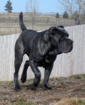 A black brindle Neapolitan Mastiff is running across partially dead grass with its tail up and a wooden fence behind it. There are brown fields in the distance.