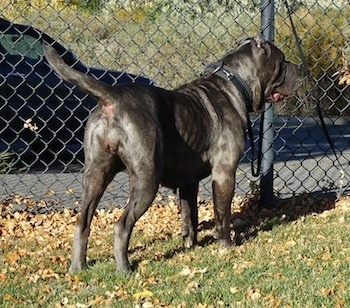 The backside of a black brindle Neapolitan Mastiff standing in grass in front of a chain link fence.