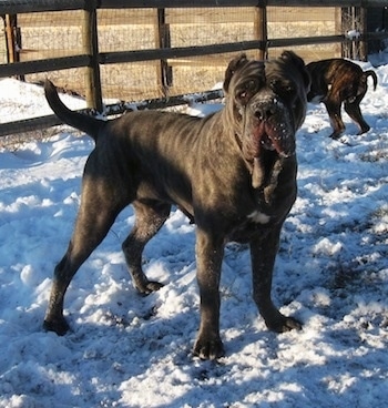 A black brindle with white Neapolitan Mastiff is standing in snow and it has snow all over its mouth. There is another dog behind it digging in the snow. They are in a yard that has a wood and wire fence around it.
