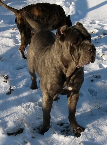 A black Brindle with white Neapolitan Mastiff is standing in snow and looking to the right. There is another dog digging in the snow behind it.
