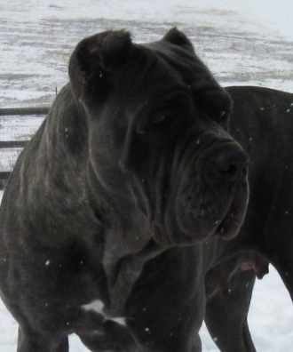 Close up upper body shot - A black brindle with white Neapolitan Mastiff is standing in snow and looking to the right. It is actively snowing in the image.