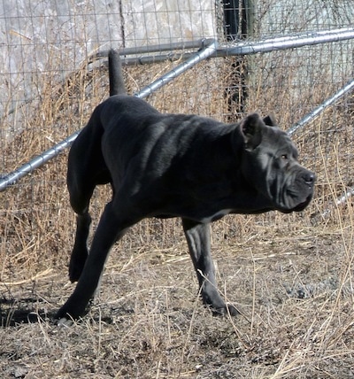 A gray Neo Mastiff is turning to the right running outside in brown grass.
