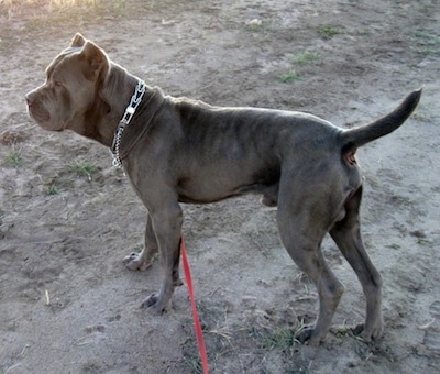Left Profile - A gray Neo Mastiff is standing in dirt and looking to the left.