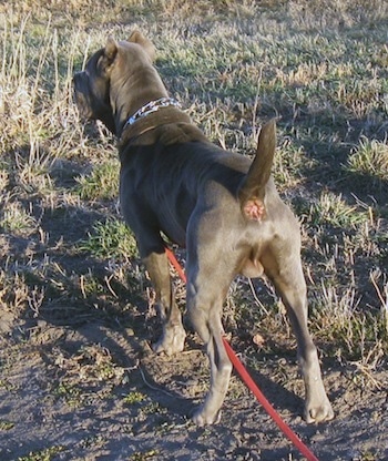 The backside of a grey Neo Mastiff wearing a prong collar standing in patchy grass and dirt.