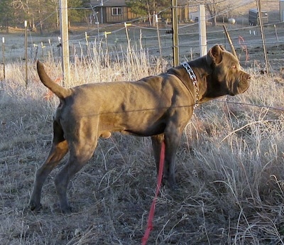 Right Profile - A gray Neo Mastiff is wearing a prong collar standing in brown grass.