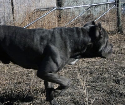 close up upper half of a black with white Mastiff running outside in brown grass. Its paw is in the air