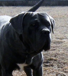 Close up upper body shot - A black brindle Mastiff is standing in a feild of brown grass looking to the right.