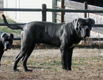 Right Profile - A black brindle Mastiff is standing in a yard and it is looking to the right of its body. There is another black brindle Mastiff standing behind it and a wood with wire fence behind them.