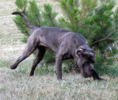 Action shot - A black brindle Mastiff is running around a bush in a yard with its head down sniffing the grass.
