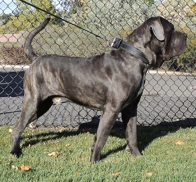 Right Profile - A black brindle with white Mastiff is standing in grass in front of a chainlink fence.
