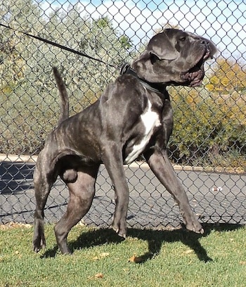 Action shot - A black brindle with white Mastiff is barking and jumping at something outside. There is a chainlink fence behind it.