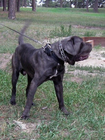 A black brindle with white Mastiff is standing in grass and looking to the right. Its tail is swinging and its mouth is preparing to open. There is a field of grass and trees behind it.