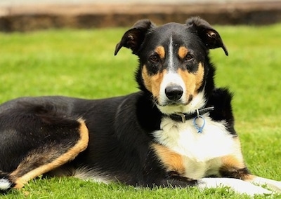 New Zealand Heading Dog Breed 