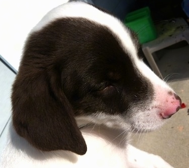 Close Up - The right side of the face of a white with brown Puppy that is standing on a concrete surface.